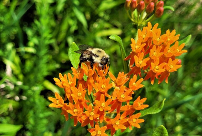 Bee on an orange flower.