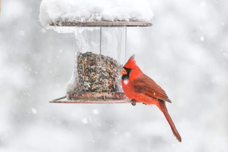 A Red Cardinal sits perched on a bird feeder during a snow fall.