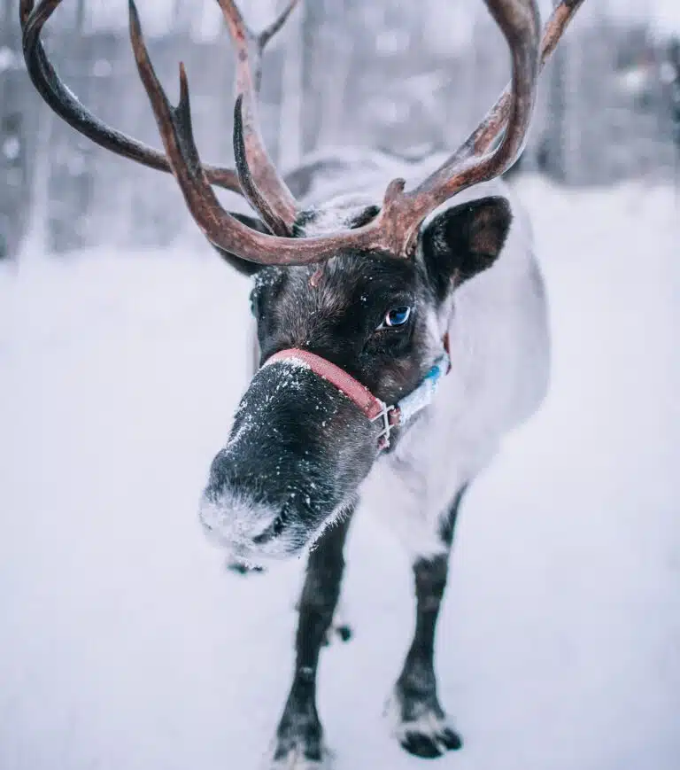 Live reindeer with large antlers with snowy background.